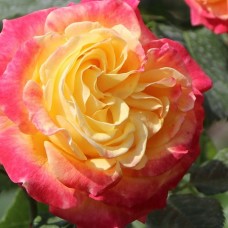 Trandafir floribunda Gartenspass RR4